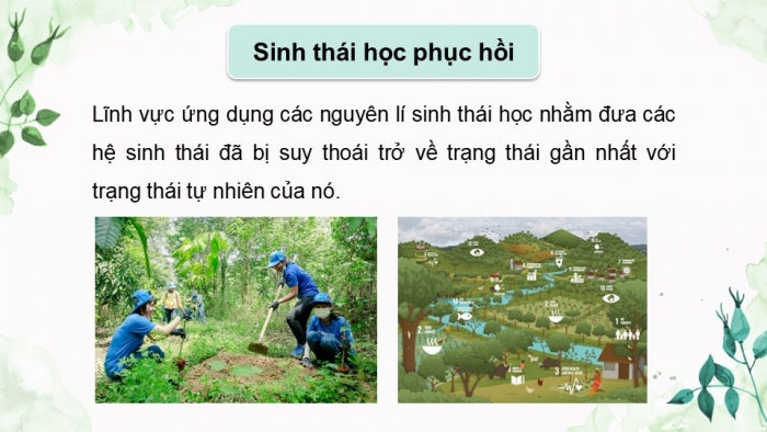 Giáo án điện tử Sinh học 12 chân trời Bài 27: Sinh thái học phục hồi và bảo tồn