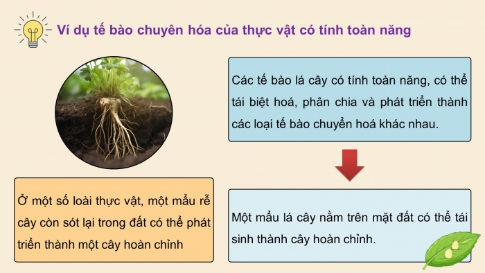 Giáo án điện tử chuyên đề Sinh học 10 kết nối Bài 1: Công nghệ tế bào thực vật và thành tựu