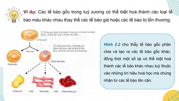 Giáo án điện tử chuyên đề Sinh học 10 kết nối Bài 2: Tế bào gốc và một số thành tựu