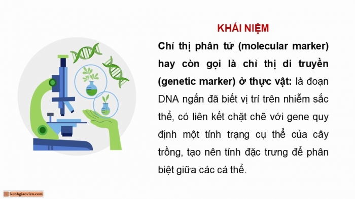 Giáo án điện tử chuyên đề Công nghệ trồng trọt 10 kết nối Bài 2: Một số ứng dụng công nghệ sinh học trong chọn tạo giống cây trồng