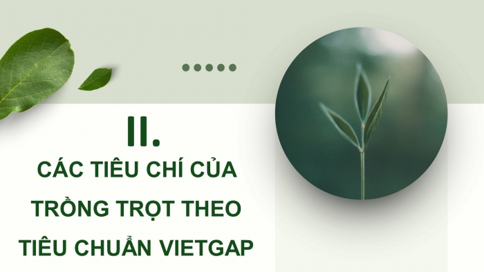 Giáo án điện tử chuyên đề Công nghệ trồng trọt 10 kết nối Bài 11: Giới thiệu về VietGAP trồng trọt