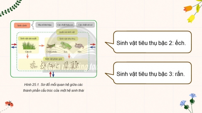 Giáo án điện tử Sinh học 12 chân trời Bài 25: Hệ sinh thái