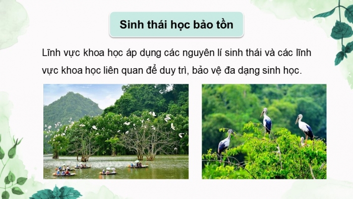 Giáo án điện tử Sinh học 12 chân trời Bài 27: Sinh thái học phục hồi và bảo tồn