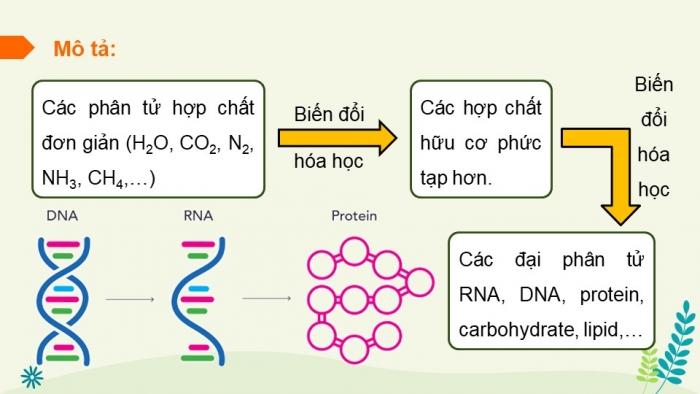 Giáo án điện tử Sinh học 12 cánh diều Bài 19: Sự phát sinh, phát triển sự sống trên Trái Đất và hình thành loài người