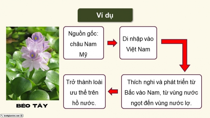 Giáo án điện tử Sinh học 12 cánh diều Bài 22: Sinh thái học quần xã (P2)