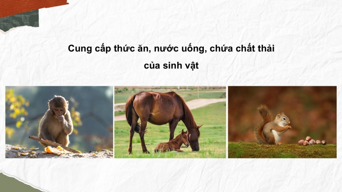 Giáo án điện tử Khoa học 5 cánh diều Bài Ôn tập chủ đề Sinh vật và môi trường