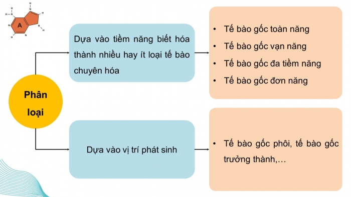 Giáo án điện tử chuyên đề Sinh học 10 kết nối Bài 2: Tế bào gốc và một số thành tựu