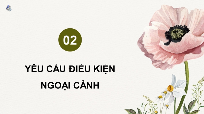 Giáo án điện tử chuyên đề Công nghệ trồng trọt 10 cánh diều Bài 7: Kĩ thuật trồng và chăm sóc cây hoa cúc