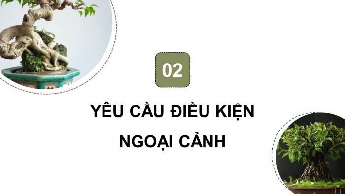 Giáo án điện tử chuyên đề Công nghệ trồng trọt 10 cánh diều Bài 8: Kĩ thuật trồng, chăm sóc và tạo hình cây sanh