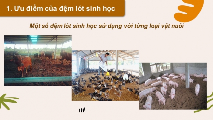 Giáo án điện tử chuyên đề Công nghệ chăn nuôi 11 kết nối Bài 5: Ứng dụng công nghệ sinh học trong sản xuất đệm lót sinh học