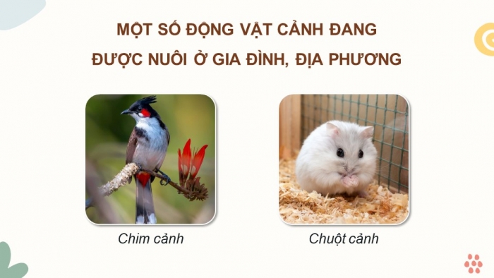 Giáo án điện tử chuyên đề Công nghệ chăn nuôi 11 kết nối Bài 6: Giới thiệu về động vật cảnh