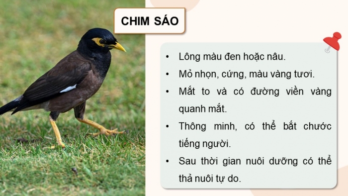 Giáo án điện tử chuyên đề Công nghệ chăn nuôi 11 kết nối Bài 9: Kĩ thuật nuôi dưỡng và chăm sóc chim cảnh