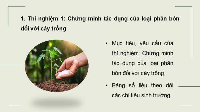 Giáo án điện tử chuyên đề Sinh học 11 chân trời Bài 4: Thực hành Chứng minh tác dụng của phân bón đối với sinh trưởng, phát triển và năng suất cây trồng