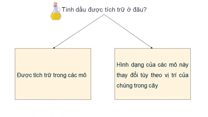 Giáo án điện tử chuyên đề Hoá học 11 cánh diều Bài 4: Tách tinh dầu từ các nguồn thảo mộc tự nhiên