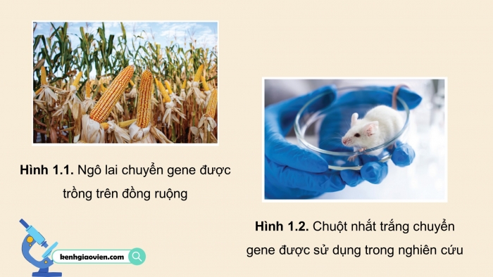 Giáo án điện tử chuyên đề Sinh học 10 cánh diều Bài 1: Thành tựu hiện đại của công nghệ tế bào