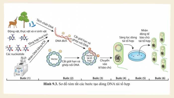 Giáo án điện tử chuyên đề Sinh học 10 cánh diều Bài 9: Sản xuất enzyme tái tổ hợp