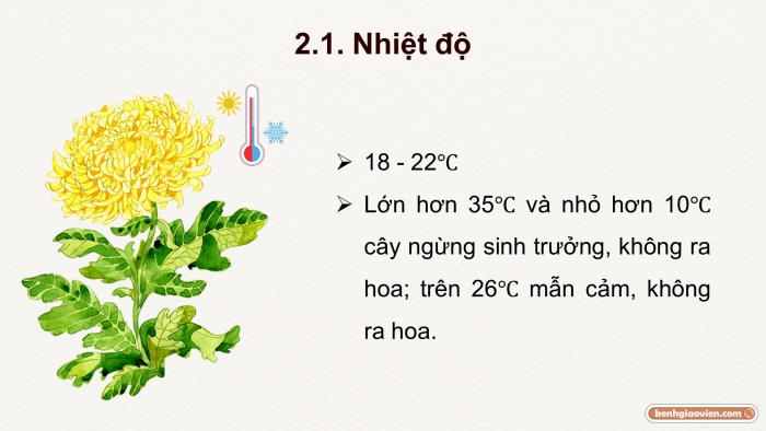 Giáo án điện tử chuyên đề Công nghệ trồng trọt 10 cánh diều Bài 7: Kĩ thuật trồng và chăm sóc cây hoa cúc