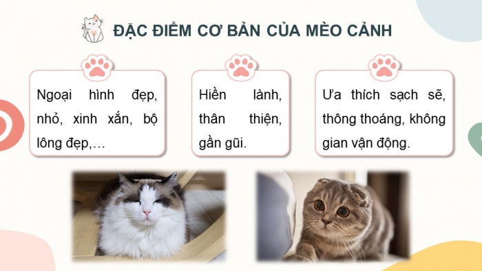 Giáo án điện tử chuyên đề Công nghệ chăn nuôi 11 kết nối Bài 6: Giới thiệu về động vật cảnh