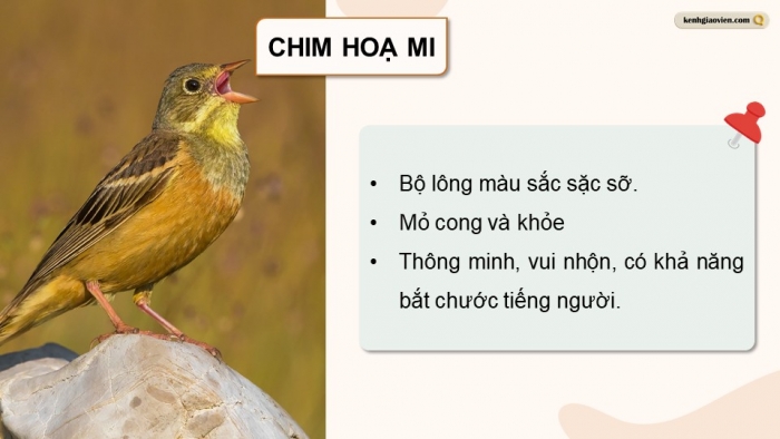 Giáo án điện tử chuyên đề Công nghệ chăn nuôi 11 kết nối Bài 9: Kĩ thuật nuôi dưỡng và chăm sóc chim cảnh