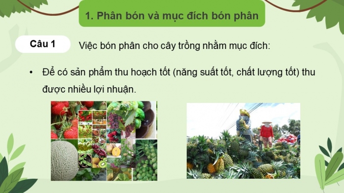 Giáo án điện tử chuyên đề Sinh học 11 chân trời Bài 2: Biện pháp kĩ thuật sử dụng dinh dưỡng khoáng để tăng năng suất cây trồng và tạo nền nông nghiệp sạch