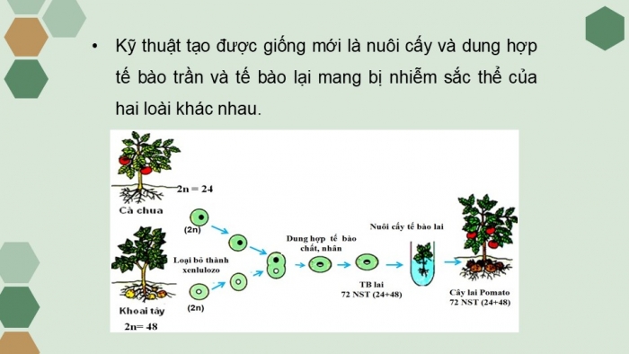 Giáo án điện tử chuyên đề Sinh học 10 chân trời Bài 2: Công nghệ tế bào thực vật và thành tựu