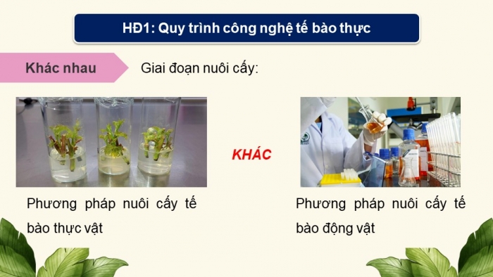 Giáo án điện tử chuyên đề Sinh học 10 chân trời Bài 3: Công nghệ tế bào động vật và thành tựu