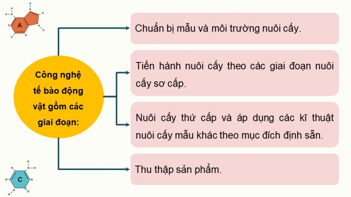 Giáo án điện tử chuyên đề Sinh học 10 cánh diều Bài 5: Các giai đoạn của công nghệ tế bào động vật