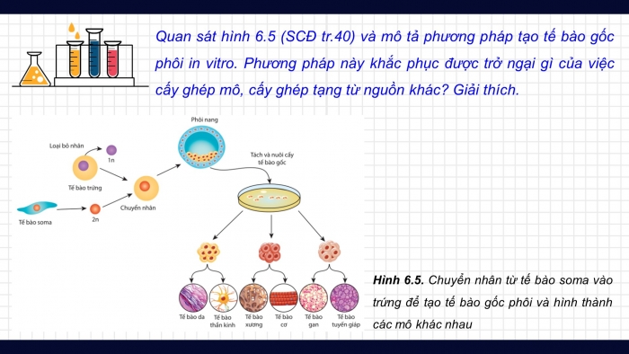 Giáo án điện tử chuyên đề Sinh học 10 cánh diều Bài 6: Công nghệ tế bào gốc và ứng dụng