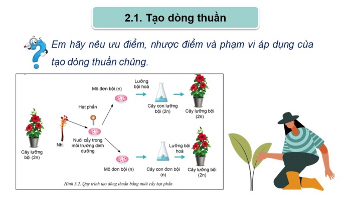 Giáo án điện tử chuyên đề Công nghệ trồng trọt 10 cánh diều Bài 3: Ứng dụng công nghệ sinh học trong chọn tạo giống cây trồng