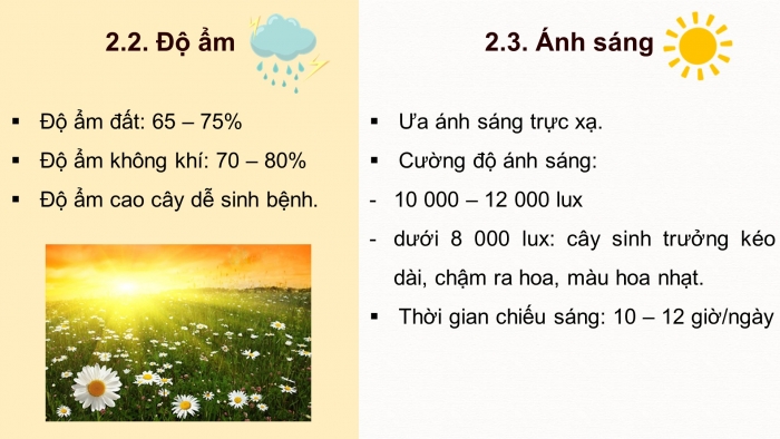 Giáo án điện tử chuyên đề Công nghệ trồng trọt 10 cánh diều Bài 7: Kĩ thuật trồng và chăm sóc cây hoa cúc