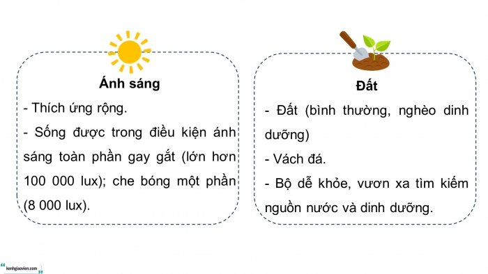 Giáo án điện tử chuyên đề Công nghệ trồng trọt 10 cánh diều Bài 8: Kĩ thuật trồng, chăm sóc và tạo hình cây sanh