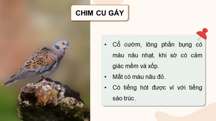 Giáo án điện tử chuyên đề Công nghệ chăn nuôi 11 kết nối Bài 9: Kĩ thuật nuôi dưỡng và chăm sóc chim cảnh