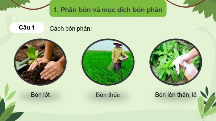 Giáo án điện tử chuyên đề Sinh học 11 chân trời Bài 2: Biện pháp kĩ thuật sử dụng dinh dưỡng khoáng để tăng năng suất cây trồng và tạo nền nông nghiệp sạch