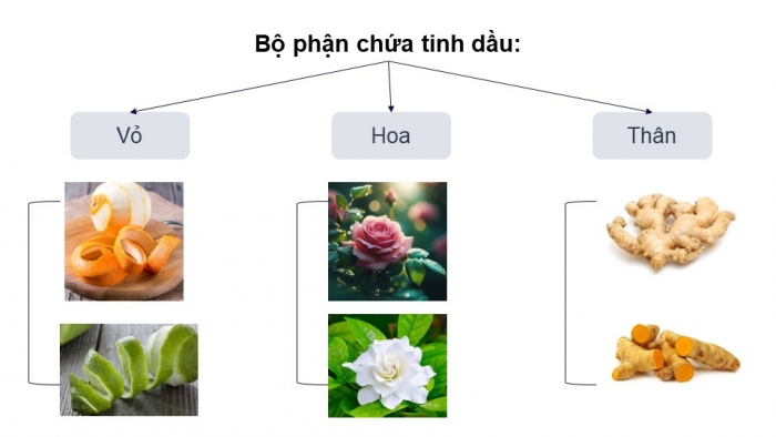 Giáo án điện tử chuyên đề Hoá học 11 cánh diều Bài 4: Tách tinh dầu từ các nguồn thảo mộc tự nhiên