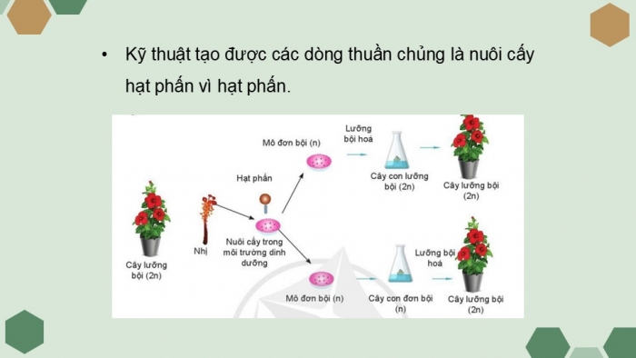 Giáo án điện tử chuyên đề Sinh học 10 chân trời Bài 2: Công nghệ tế bào thực vật và thành tựu