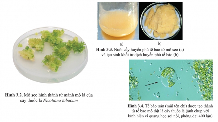 Giáo án điện tử chuyên đề Sinh học 10 cánh diều Bài 3: Các giai đoạn của công nghệ tế bào thực vật