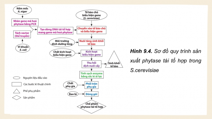 Giáo án điện tử chuyên đề Sinh học 10 cánh diều Bài 9: Sản xuất enzyme tái tổ hợp