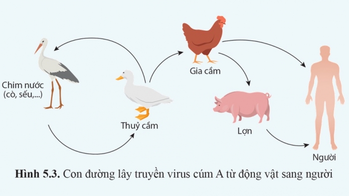 Giáo án điện tử chuyên đề Sinh học 11 cánh diều Bài 5: Nguyên nhân lây nhiễm bệnh dịch ở người