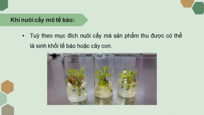 Giáo án điện tử chuyên đề Sinh học 10 chân trời Bài 2: Công nghệ tế bào thực vật và thành tựu