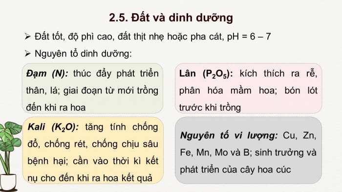 Giáo án điện tử chuyên đề Công nghệ trồng trọt 10 cánh diều Bài 7: Kĩ thuật trồng và chăm sóc cây hoa cúc