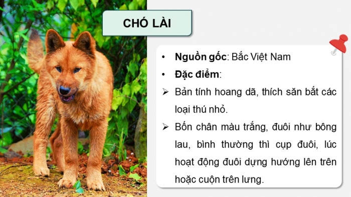 Giáo án điện tử chuyên đề Công nghệ chăn nuôi 11 kết nối Bài 7: Kĩ thuật nuôi dưỡng và chăm sóc chó cảnh