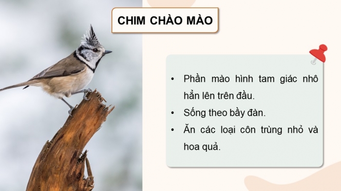 Giáo án điện tử chuyên đề Công nghệ chăn nuôi 11 kết nối Bài 9: Kĩ thuật nuôi dưỡng và chăm sóc chim cảnh