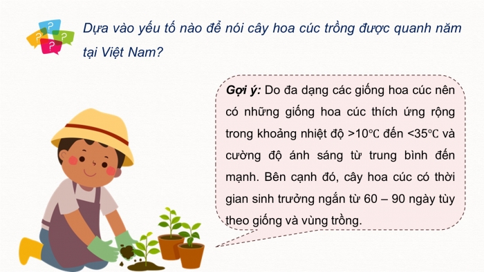 Giáo án điện tử chuyên đề Công nghệ trồng trọt 10 cánh diều Bài 7: Kĩ thuật trồng và chăm sóc cây hoa cúc