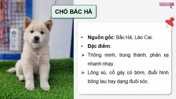 Giáo án điện tử chuyên đề Công nghệ chăn nuôi 11 kết nối Bài 7: Kĩ thuật nuôi dưỡng và chăm sóc chó cảnh