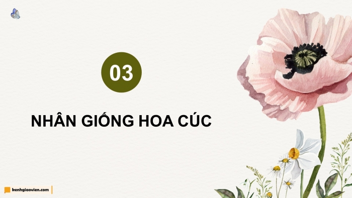 Giáo án điện tử chuyên đề Công nghệ trồng trọt 10 cánh diều Bài 7: Kĩ thuật trồng và chăm sóc cây hoa cúc