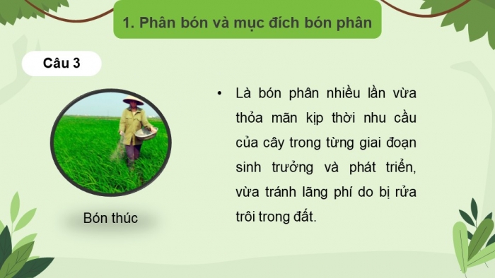 Giáo án điện tử chuyên đề Sinh học 11 chân trời Bài 2: Biện pháp kĩ thuật sử dụng dinh dưỡng khoáng để tăng năng suất cây trồng và tạo nền nông nghiệp sạch