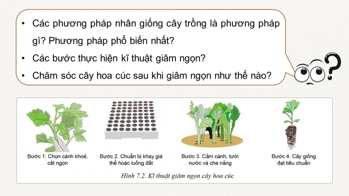 Giáo án điện tử chuyên đề Công nghệ trồng trọt 10 cánh diều Bài 7: Kĩ thuật trồng và chăm sóc cây hoa cúc