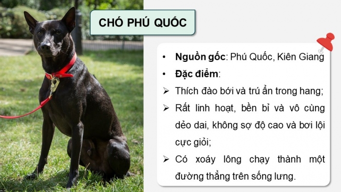 Giáo án điện tử chuyên đề Công nghệ chăn nuôi 11 kết nối Bài 7: Kĩ thuật nuôi dưỡng và chăm sóc chó cảnh