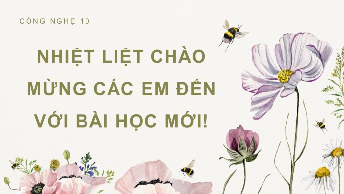 Giáo án điện tử chuyên đề Công nghệ trồng trọt 10 cánh diều Bài 7: Kĩ thuật trồng và chăm sóc cây hoa cúc