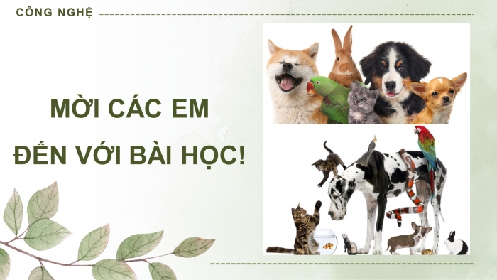 Giáo án điện tử chuyên đề Công nghệ chăn nuôi 11 cánh diều Ôn tập CĐ 2